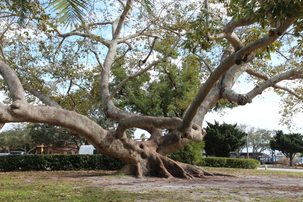 Red Silk Cotton Tree   20 Seeds   Bombax ceiba