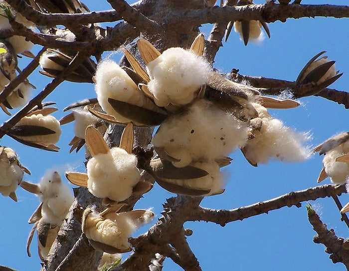 Red Silk Cotton Tree   20 Seeds   Bombax ceiba