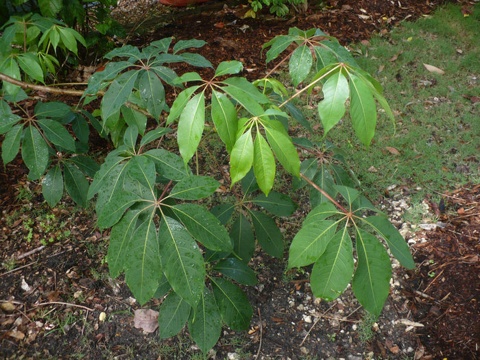 Red Silk Cotton Tree   20 Seeds   Bombax ceiba