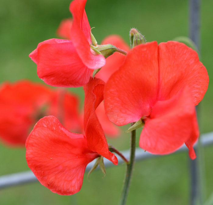 Red Sweet Pea  20 Seeds  Lathyrus odoratus