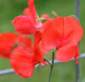 Red Sweet Pea  20 Seeds  Lathyrus odoratus
