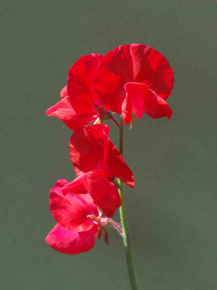 Red Sweet Pea  20 Seeds  Lathyrus odoratus