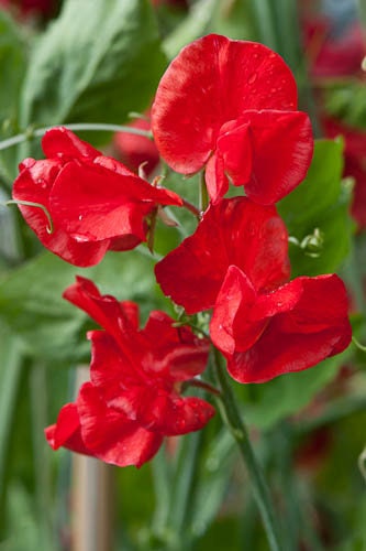 Red Sweet Pea  20 Seeds  Lathyrus odoratus