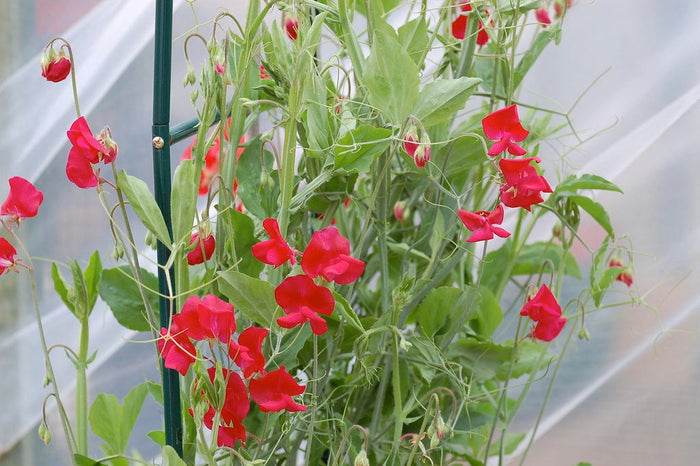 Red Sweet Pea  20 Seeds  Lathyrus odoratus