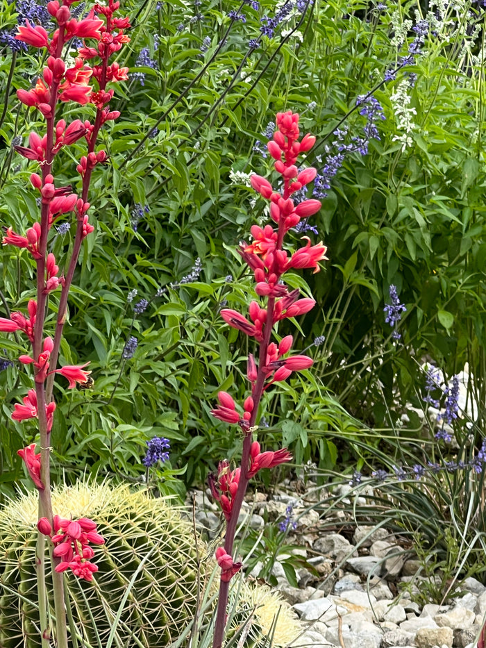 Red Yucca Hesperaloe Parviflora 10 Seeds