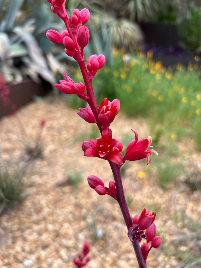 Red Yucca Hesperaloe Parviflora 10 Seeds