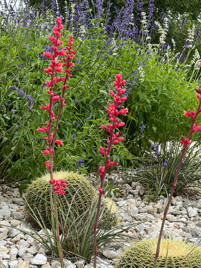 Red Yucca Hesperaloe Parviflora 10 Seeds