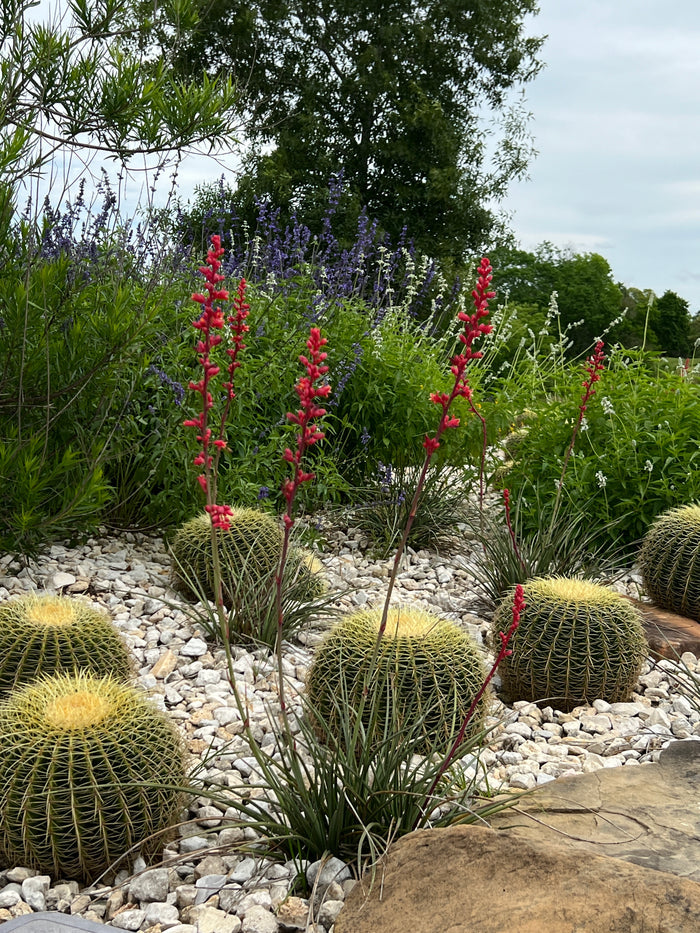 Red Yucca Hesperaloe Parviflora 10 Seeds