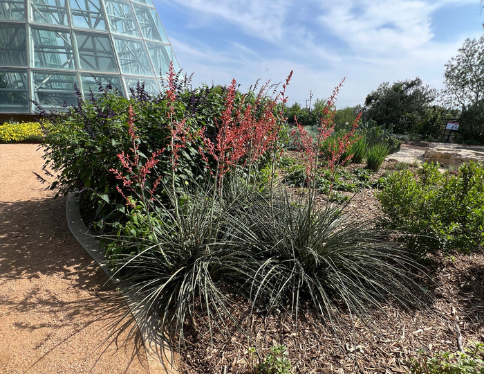 Red Yucca Hesperaloe Parviflora 10 Seeds
