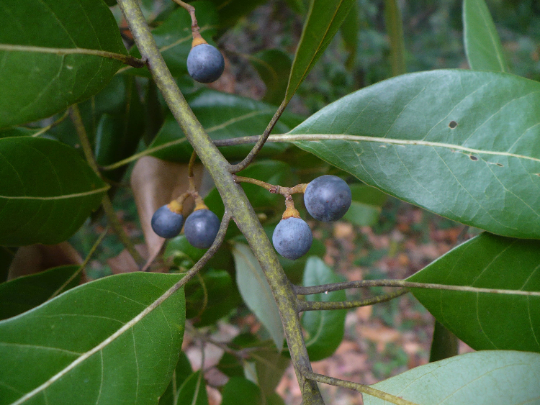 Redbay   20 Seeds   Persea borbonia