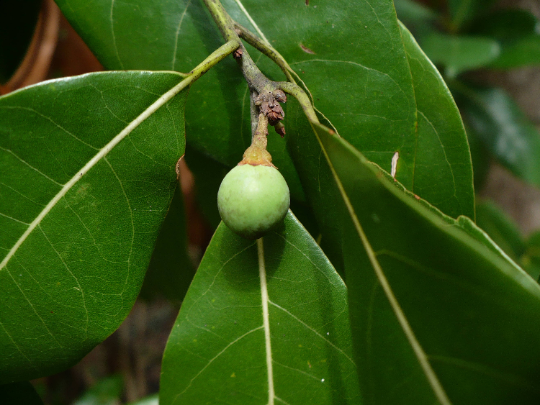 Redbay   20 Seeds   Persea borbonia