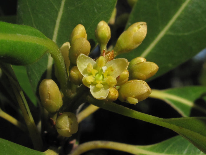 Redbay   20 Seeds   Persea borbonia