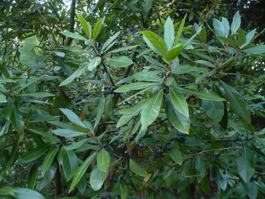 Redbay   20 Seeds   Persea borbonia