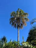Ribbon Fan Palm  5 Seeds  Livistona decipiens