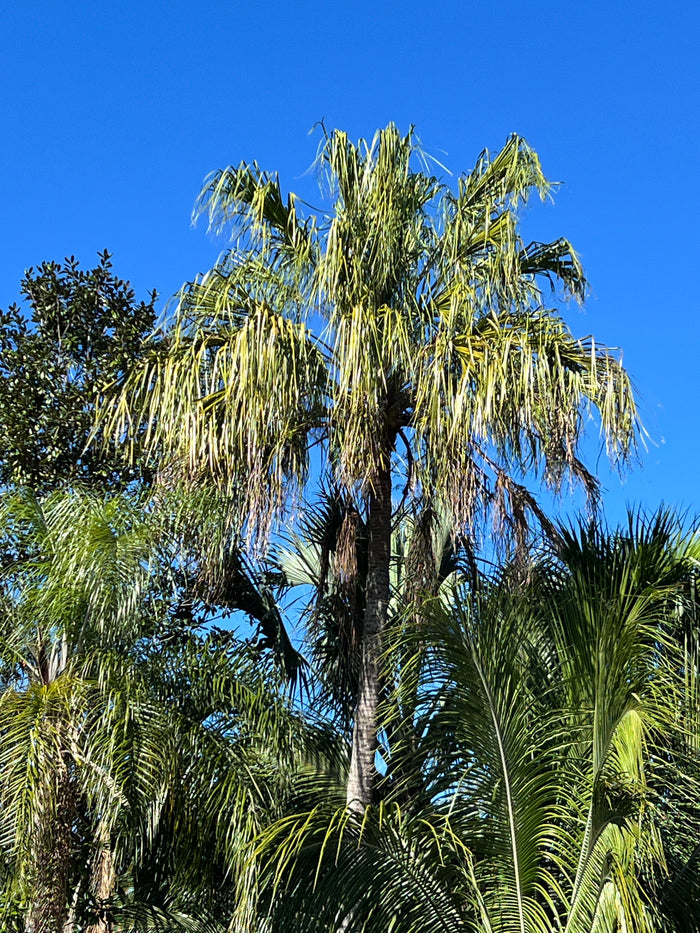 Ribbon Fan Palm  5 Seeds  Livistona decipiens