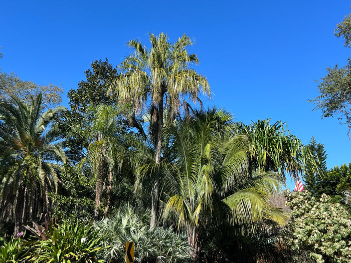 Ribbon Fan Palm  5 Seeds  Livistona decipiens