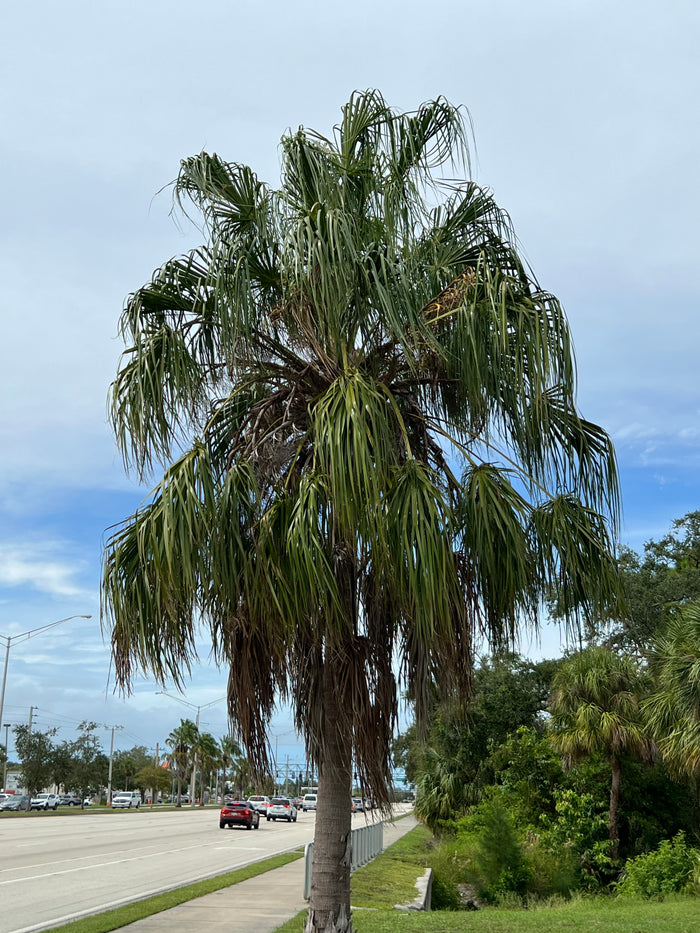 Ribbon Fan Palm  5 Seeds  Livistona decipiens