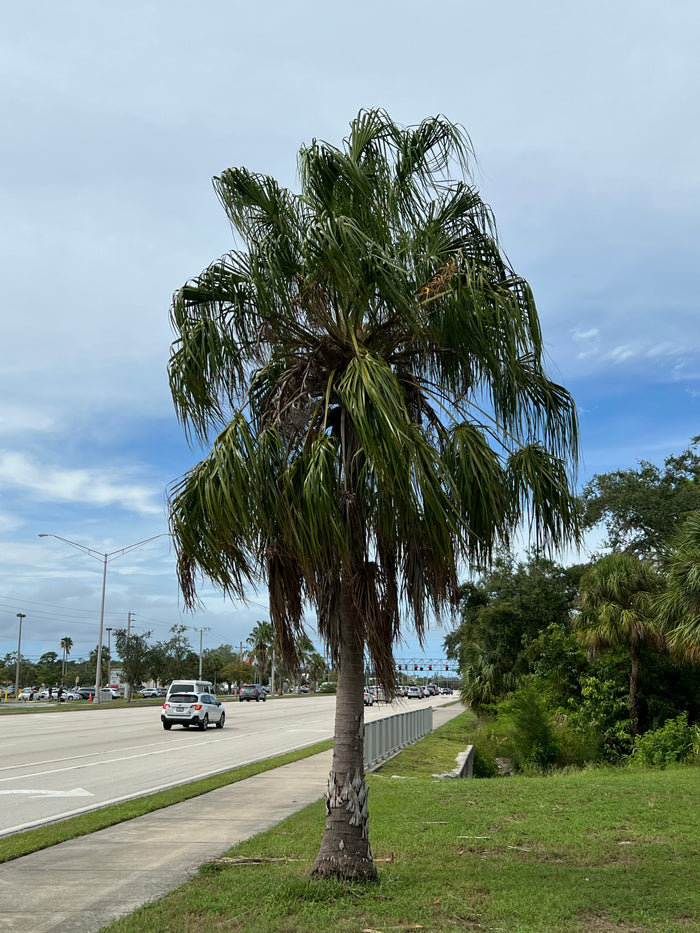 Ribbon Fan Palm  5 Seeds  Livistona decipiens