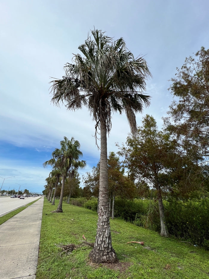 Ribbon Fan Palm  5 Seeds  Livistona decipiens