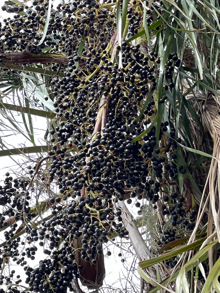 Ribbon Fan Palm  5 Seeds  Livistona decipiens