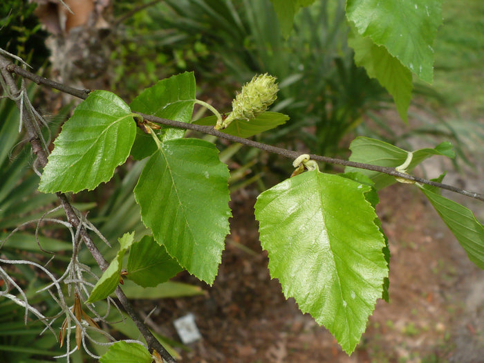 River Birch Betula nigra 100 Seeds