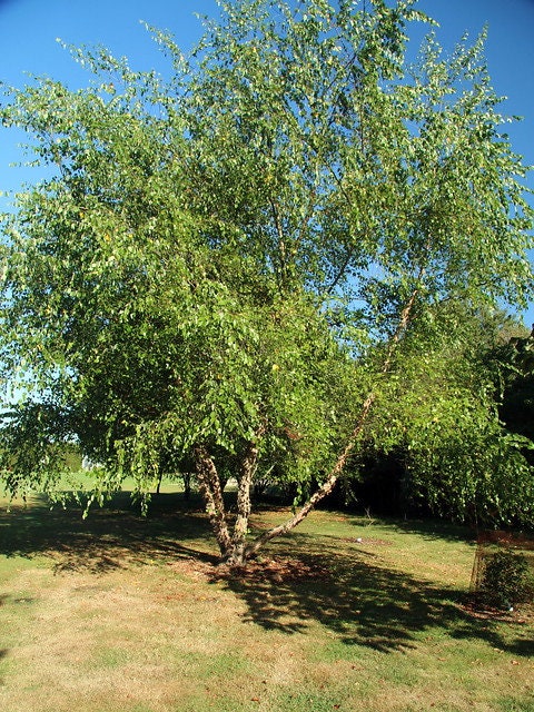 River Birch Betula nigra 100 Seeds