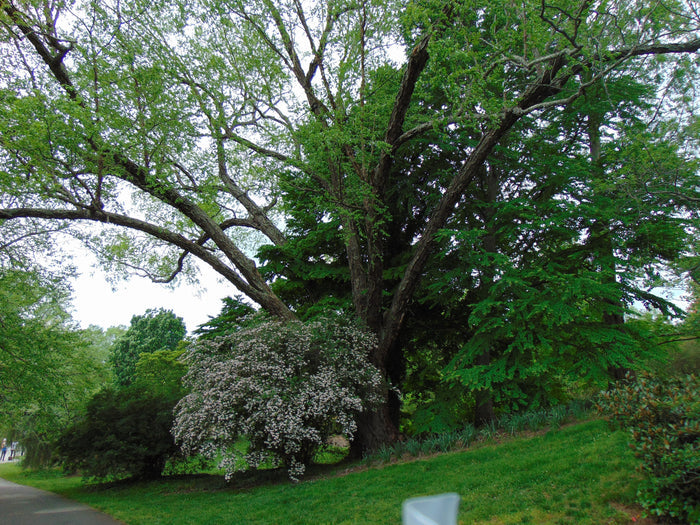 River Birch Betula nigra 100 Seeds