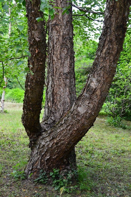 River Birch Betula nigra 100 Seeds