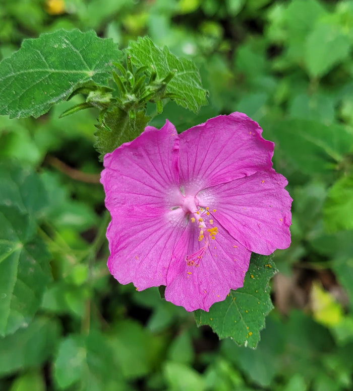 Rock Rose 10 Seeds  Pavonia lasiopetala