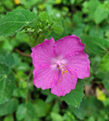 Rock Rose 10 Seeds  Pavonia lasiopetala
