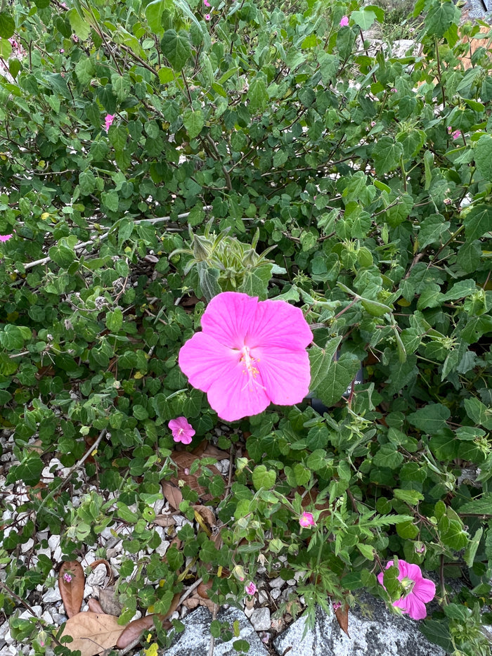 Rock Rose 10 Seeds  Pavonia lasiopetala