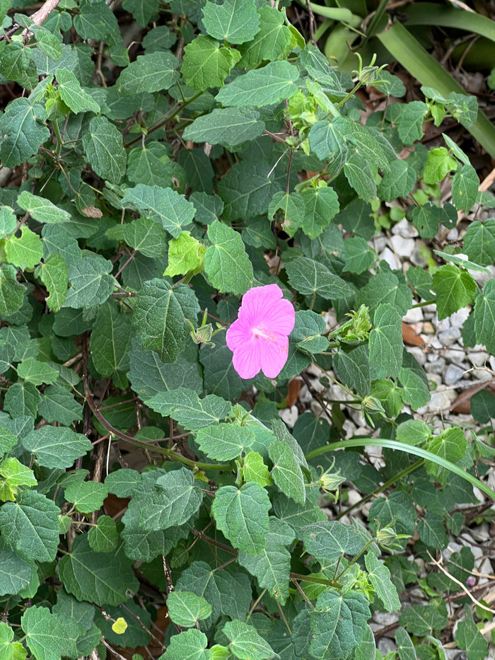 Rock Rose 10 Seeds  Pavonia lasiopetala