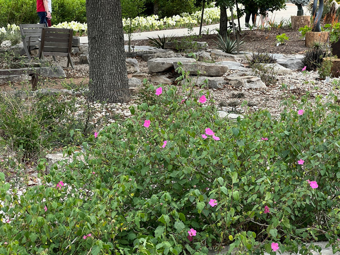 Rock Rose 10 Seeds  Pavonia lasiopetala