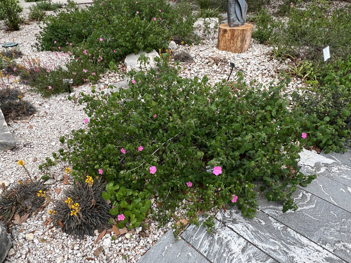 Rock Rose 10 Seeds  Pavonia lasiopetala