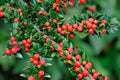 Rockspray Cotoneaster Cotoneaster horizontalis 100 Seeds