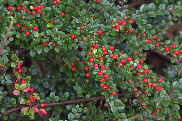 Rockspray Cotoneaster Cotoneaster horizontalis 100 Seeds