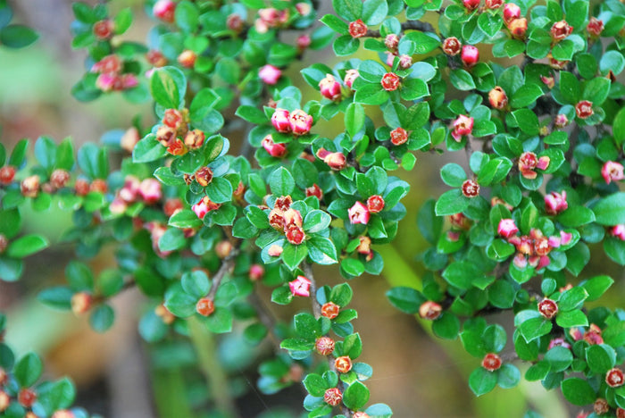 Rockspray Cotoneaster Cotoneaster horizontalis 100 Seeds