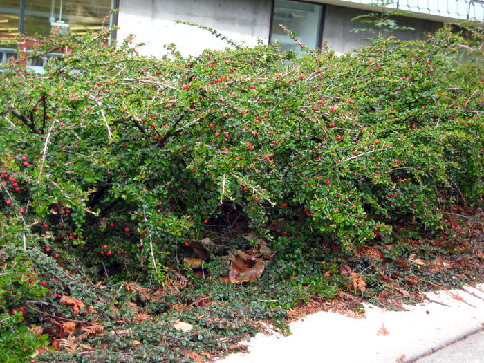 Rockspray Cotoneaster Cotoneaster horizontalis 100 Seeds