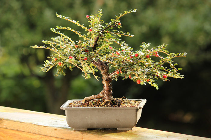 Rockspray Cotoneaster Cotoneaster horizontalis 100 Seeds