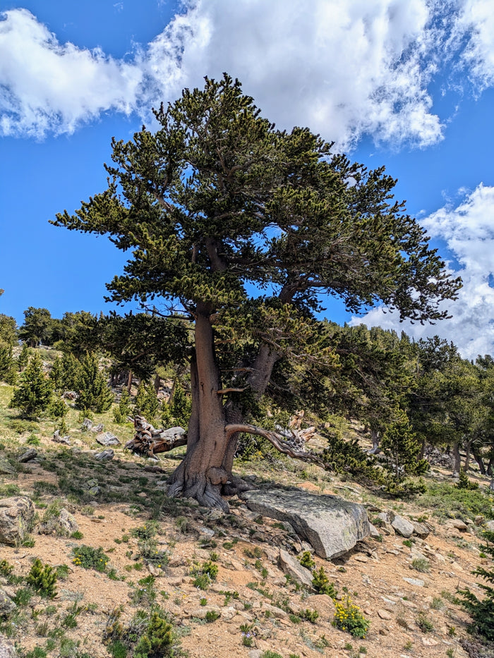 Rocky Mountain Bristlecone Pine   20 Seeds   Pinus aristata