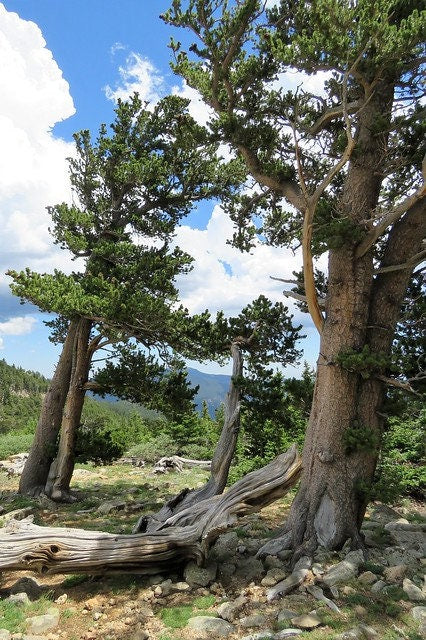 Rocky Mountain Bristlecone Pine   20 Seeds   Pinus aristata
