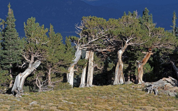 Rocky Mountain Bristlecone Pine   20 Seeds   Pinus aristata
