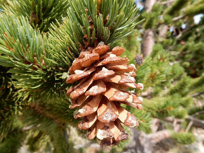 Rocky Mountain Bristlecone Pine   20 Seeds   Pinus aristata