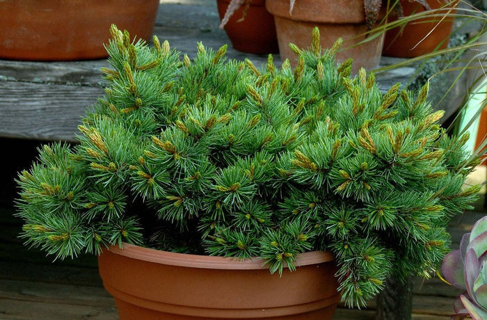 Rocky Mountain Bristlecone Pine   20 Seeds   Pinus aristata