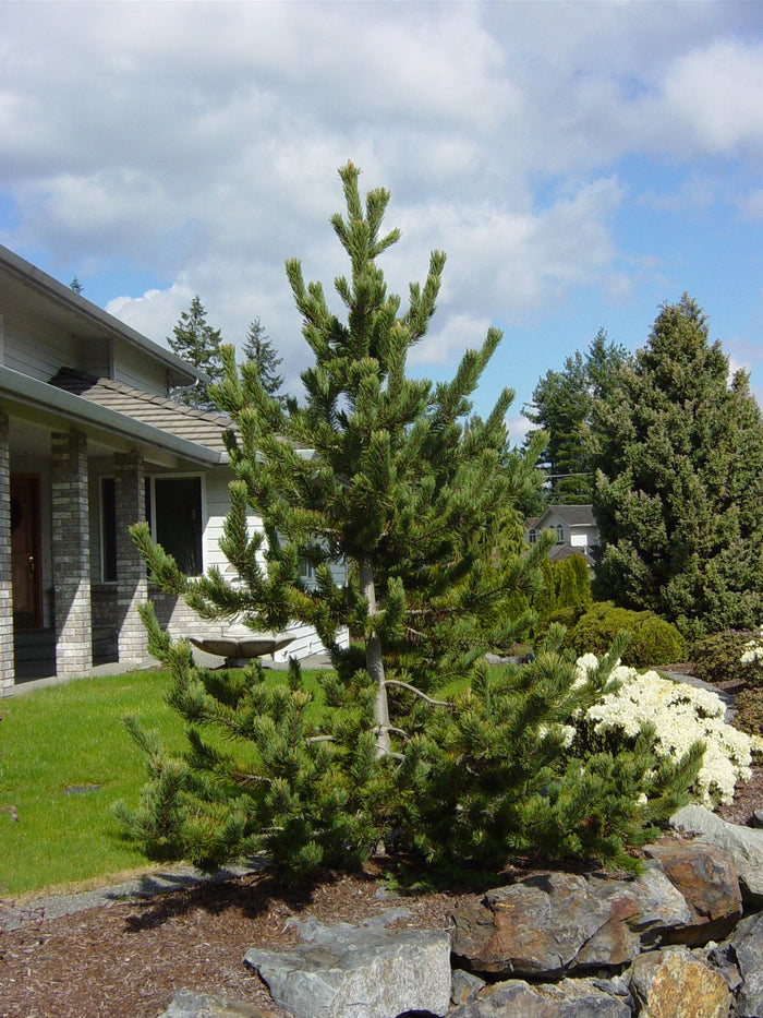 Rocky Mountain Bristlecone Pine   20 Seeds   Pinus aristata