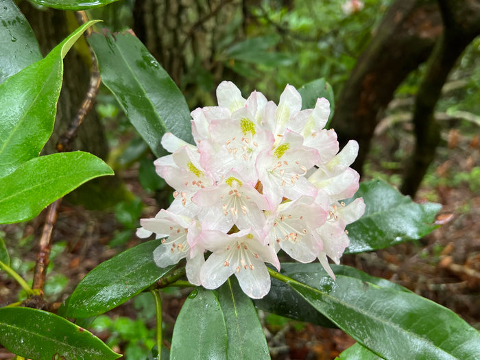 Rosebay Rhododendron   100 Seeds   Rhododendron maximum