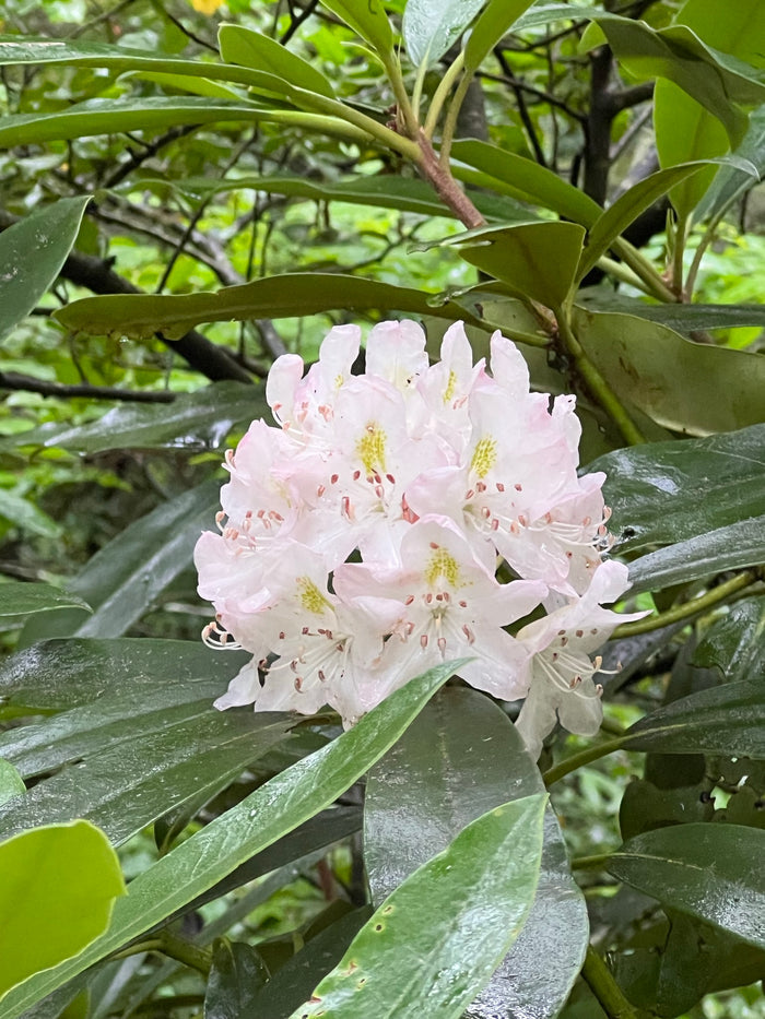 Rosebay Rhododendron   100 Seeds   Rhododendron maximum