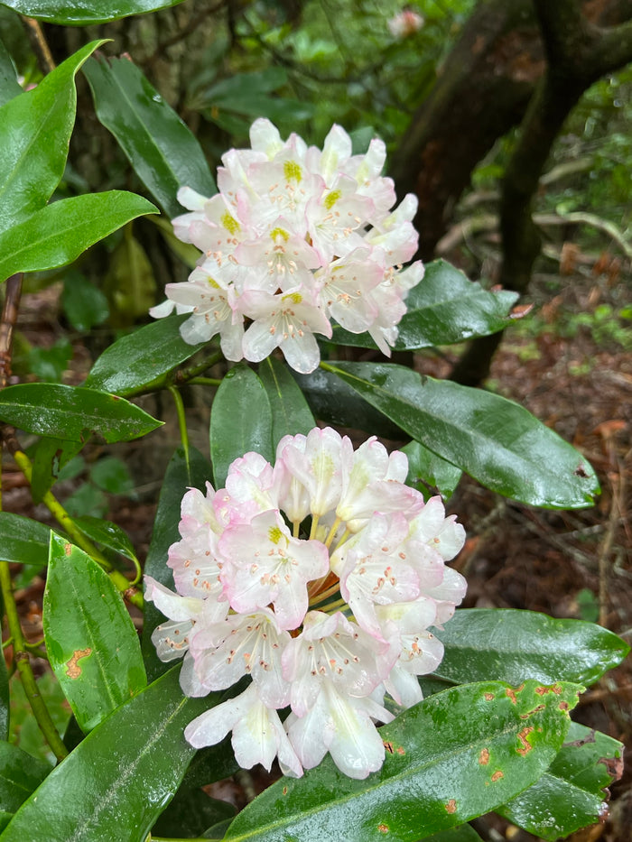 Rosebay Rhododendron   100 Seeds   Rhododendron maximum