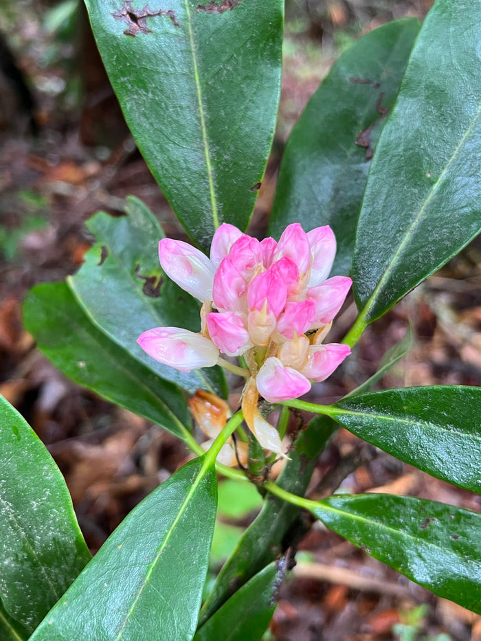 Rosebay Rhododendron   100 Seeds   Rhododendron maximum