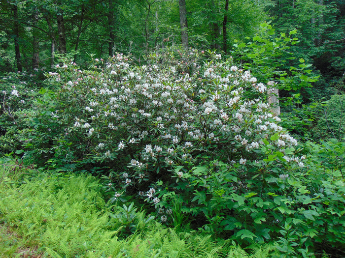 Rosebay Rhododendron   100 Seeds   Rhododendron maximum